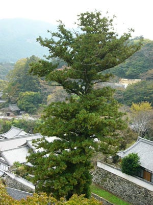 天狗が出てきそうな天狗杉